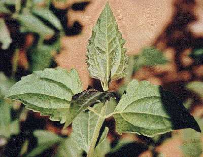 Biological Control and Management of Eupatorieae Weeds, IOBC-Global Working Group