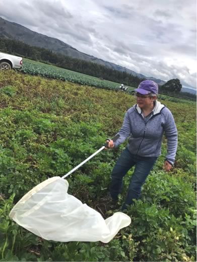 Carmen I. Castillo Carrillo, field work as biological control practitioner
