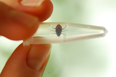 Biological Control Capacity Assessment Toolkit (BiCCA Toolkit): Online Survey