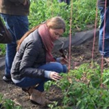 Karina Punschke Valerio, field work as biological control practitioner