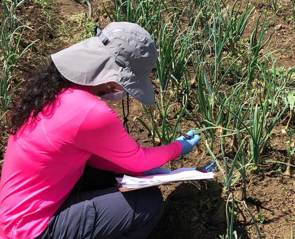 Rossy Morera Montoya, field work as biological control practitioner