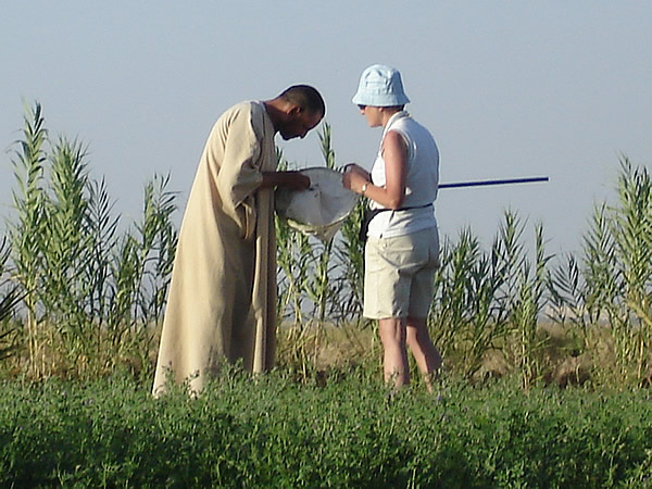 Barbara Barratt, filed work as biocontrol practitioner: Looking for parasitoids with a Moroccan farmer.