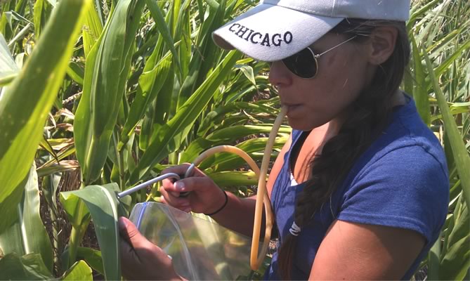 Ximena Cibils-Stewart, Collecting lady beetles in a corn field